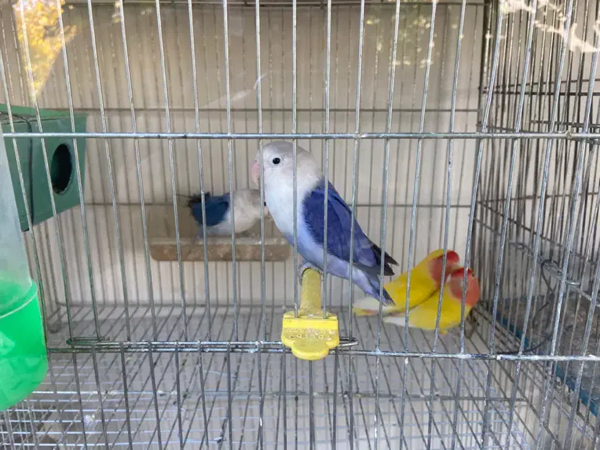 مرغ عشق عروس هلندی کوتوله|پرنده|باخزر, |دیوار