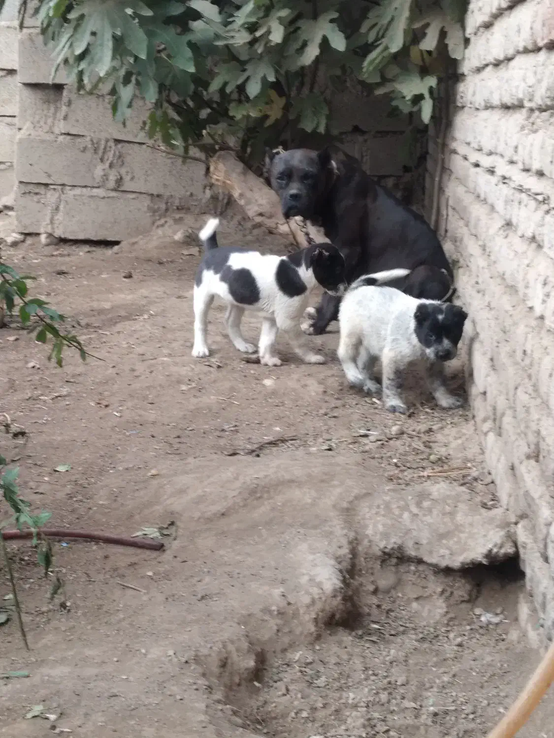 واگذاری آلابای نر و ماده|سگ|گنبد کاووس, |دیوار