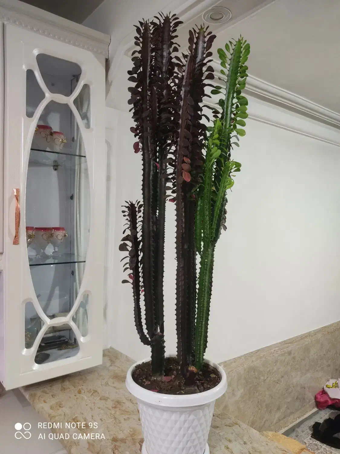 گل کاکتوس اصل 2 رنگ آفریقایی 2 متری|گل و گیاه طبیعی|سردشت, |دیوار