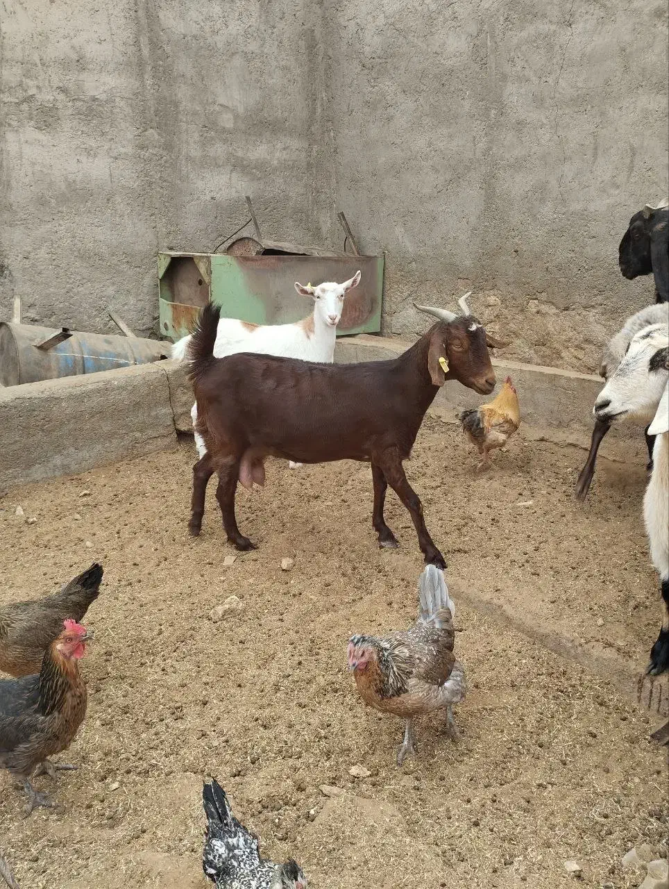 بز فروشی|حیوانات مزرعه|طبس, |دیوار