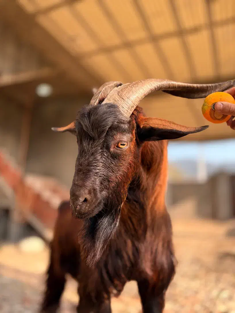 بزغاله آلپاین برای نسل کِشی|حیوانات مزرعه|شیرگاه, |دیوار