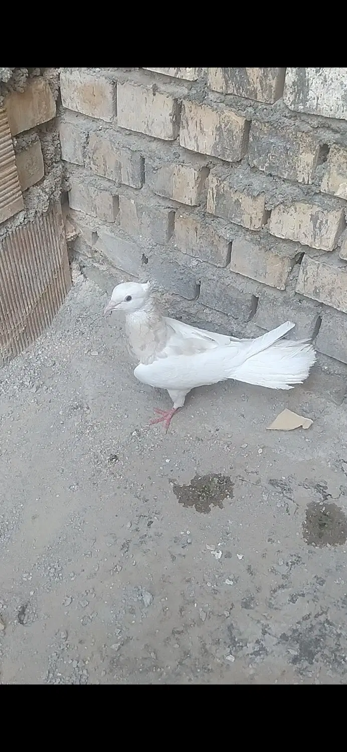 ۵۰۰۰۰۰|پرنده|لیکک, |دیوار
