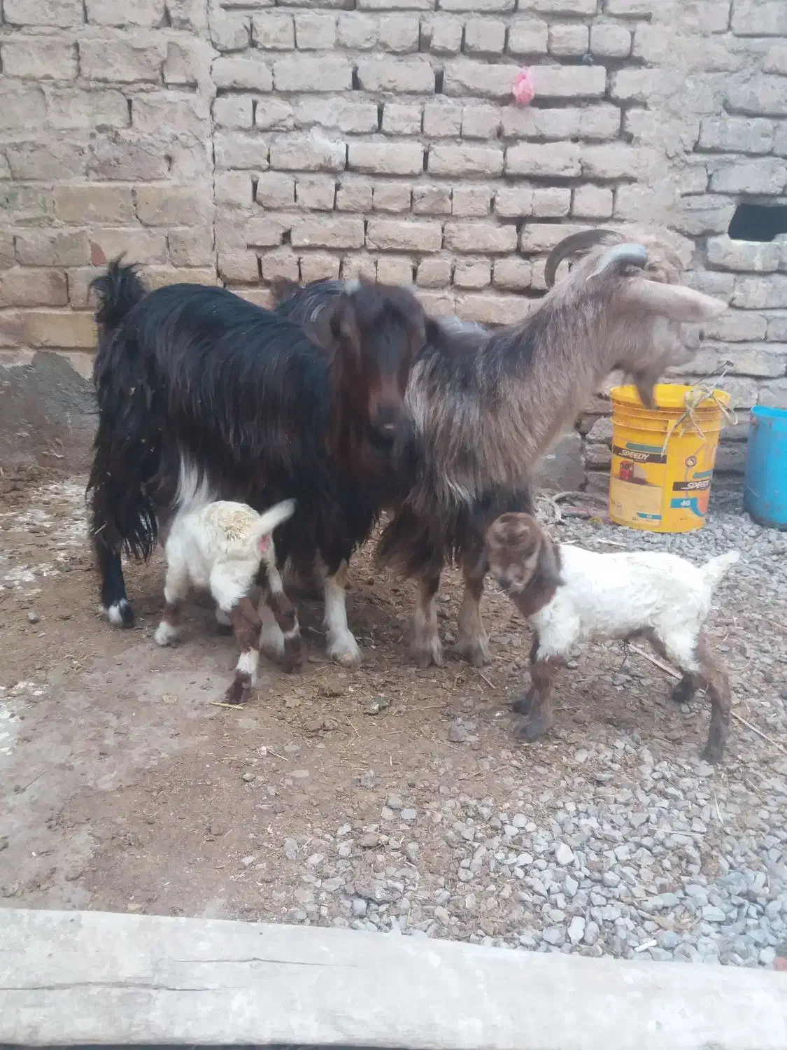 میش بره بز|حیوانات مزرعه|قم, صفاشهر|دیوار