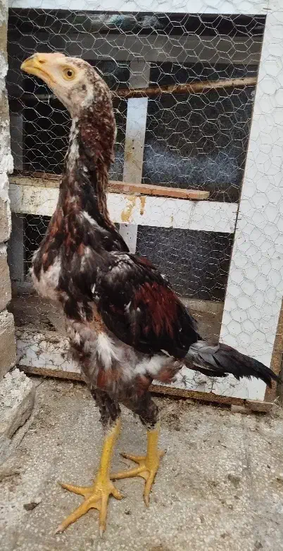 جوجه لاری خروس|حیوانات مزرعه|سبزوار, چهارراه فرودگاه|دیوار