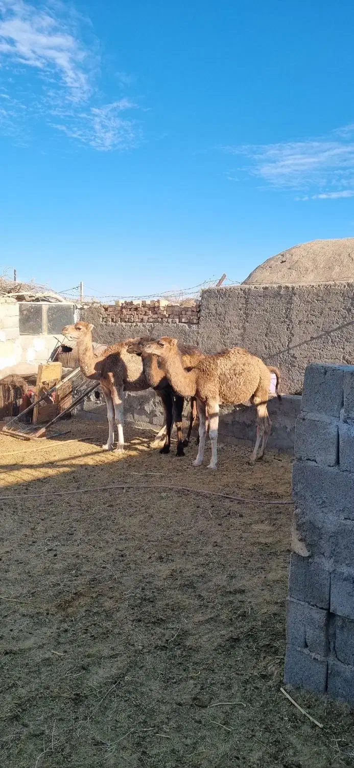 شتر|حیوانات مزرعه|طبس, |دیوار