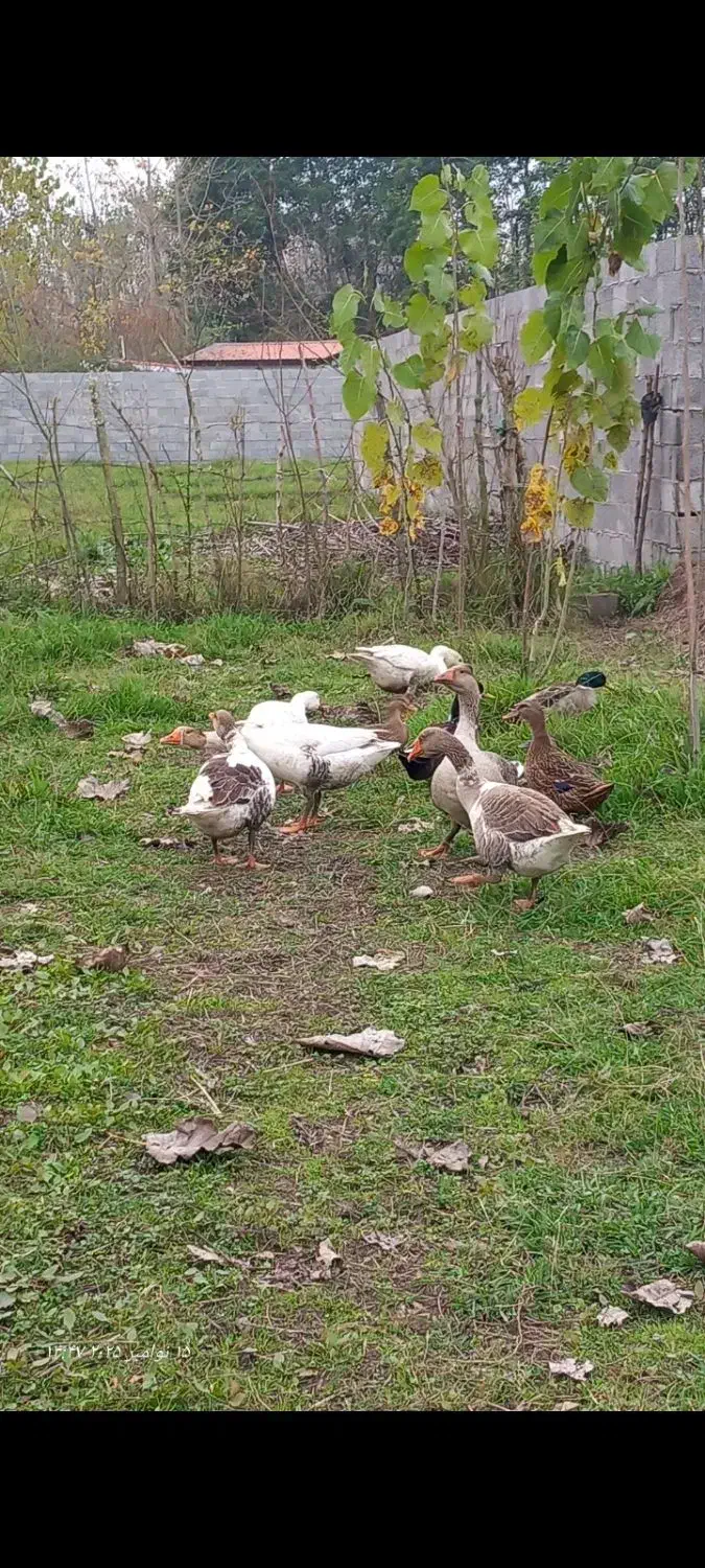 فروش غاز بالغ|حیوانات مزرعه|خمام, |دیوار