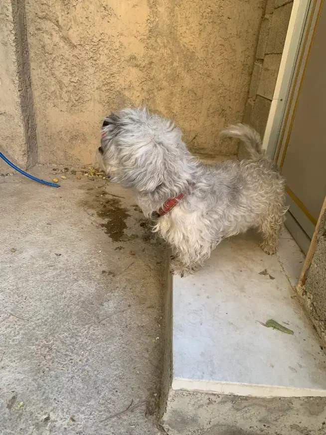 سگ پشمالو جوان|سگ|بوشهر, |دیوار