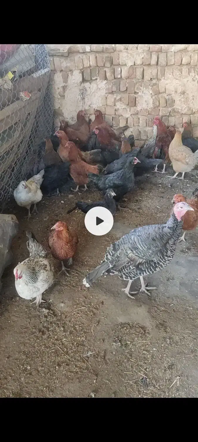 مرغ خروس بوقلمون|پرنده|فریمان, |دیوار