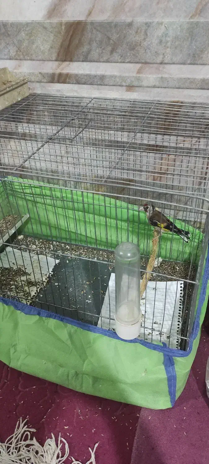 سهره ماده|پرنده|ساوه, |دیوار