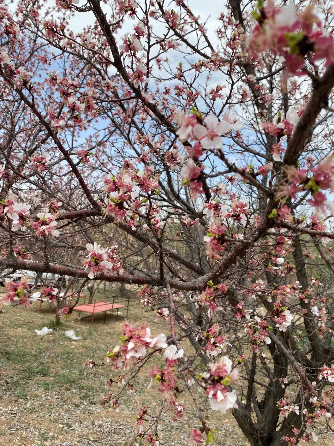 باغ شهر|فروش دفتر صنعتی، کشاورزی، تجاری|زنجانرود, |دیوار