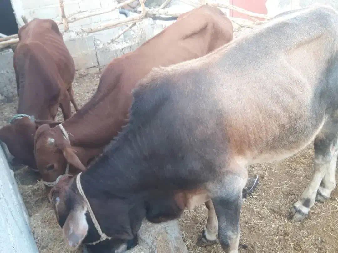 فروش گوساله دورگه پاکستانی|حیوانات مزرعه|خنج, |دیوار