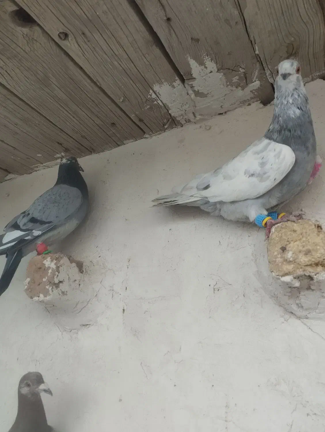 پرشی|پرنده|اسفرورین, |دیوار