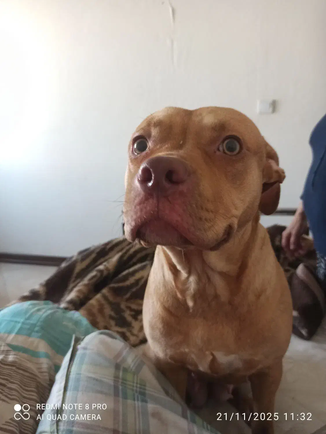 پیتبول ماده ۹ماهه|سگ|ری, شهید غیوری (ابن باویه)|دیوار