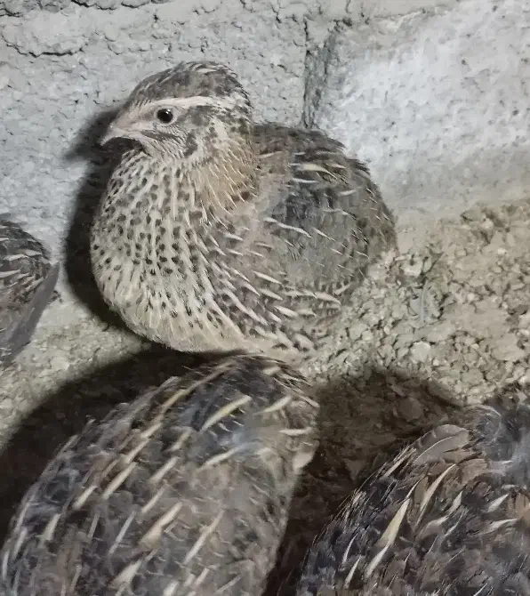 بلدرچین کانادایی بالغ|حیوانات مزرعه|کله گان, |دیوار