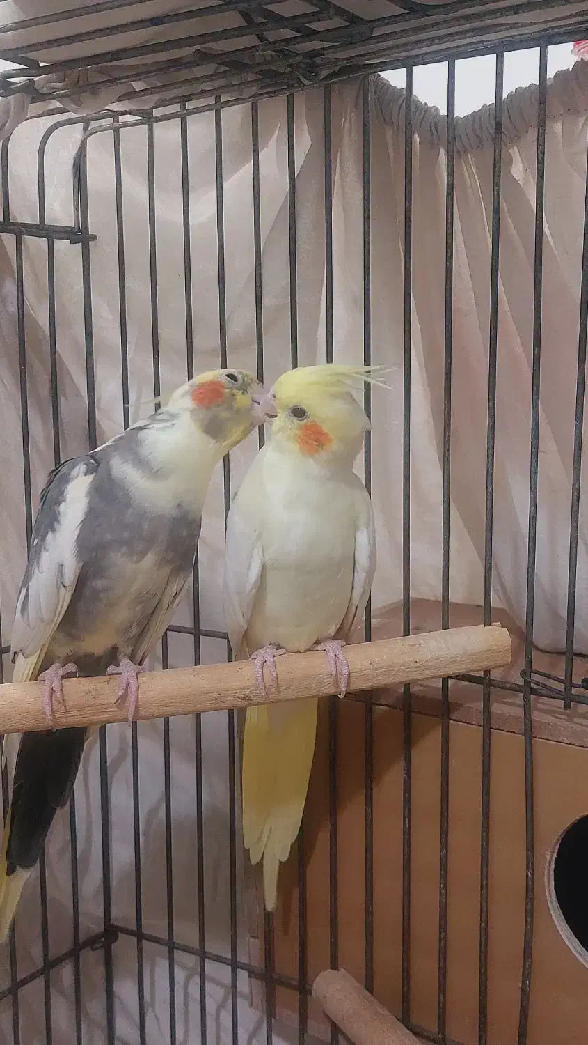 دو جفت عروس هلندی مولد|پرنده|ری, هاشم‌آباد|دیوار