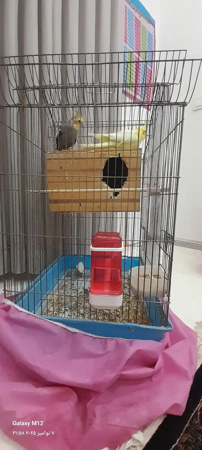 یک جفت عروس هلندی مولد|پرنده|تهران, باغ خزانه|دیوار