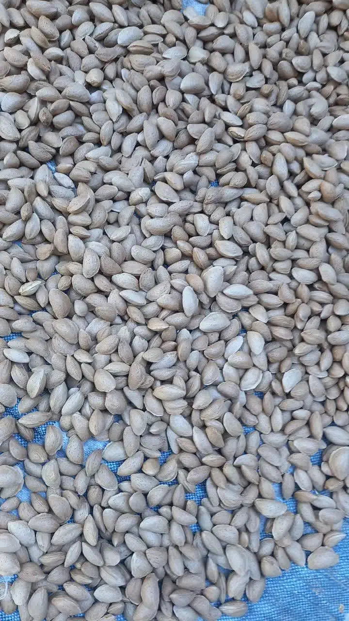 بادام سنگی|خوردنی و آشامیدنی|بروجن, |دیوار