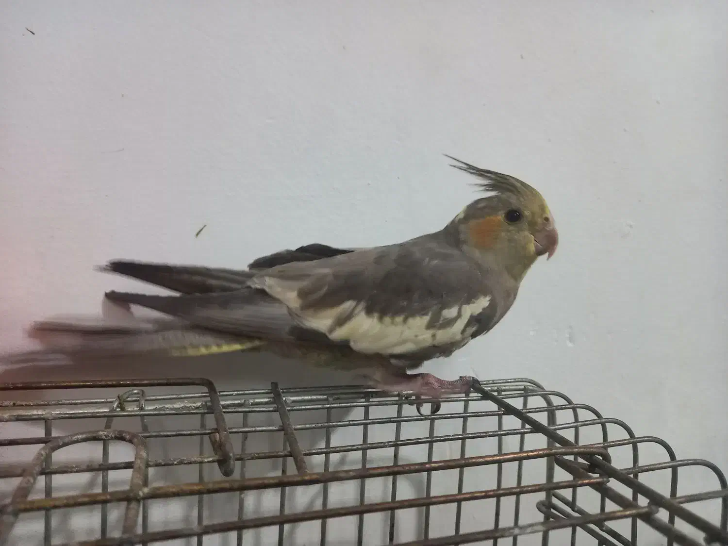 عروس هلندی مولد|پرنده|محمدشهر, محمدشهر|دیوار