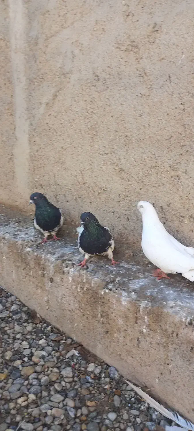 تعداد کبوتر فروشی سفید سیاه کله ای پشدار سبز|پرنده|میاندوآب, |دیوار