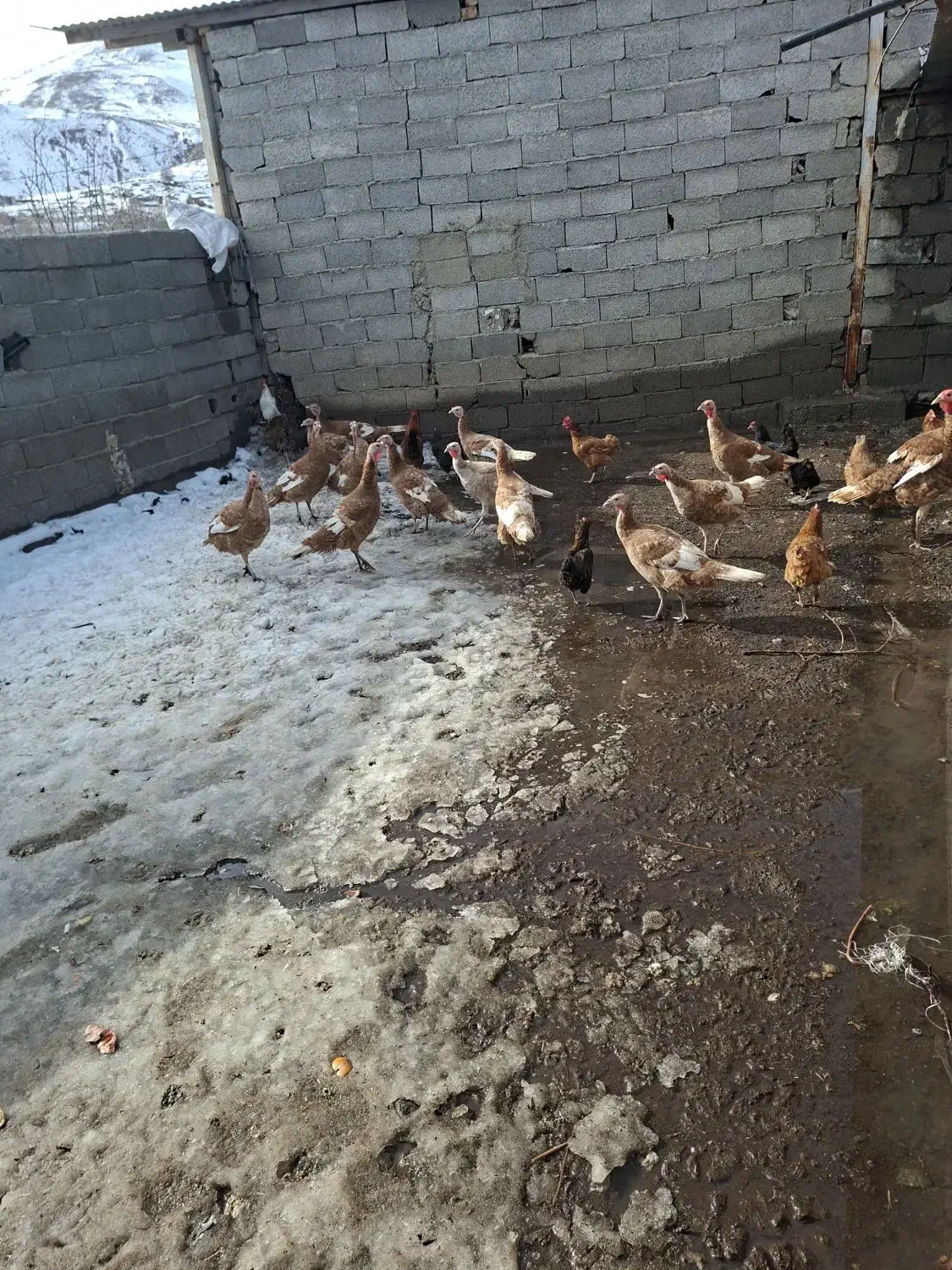 بوقلمون|حیوانات مزرعه|قزوین, |دیوار