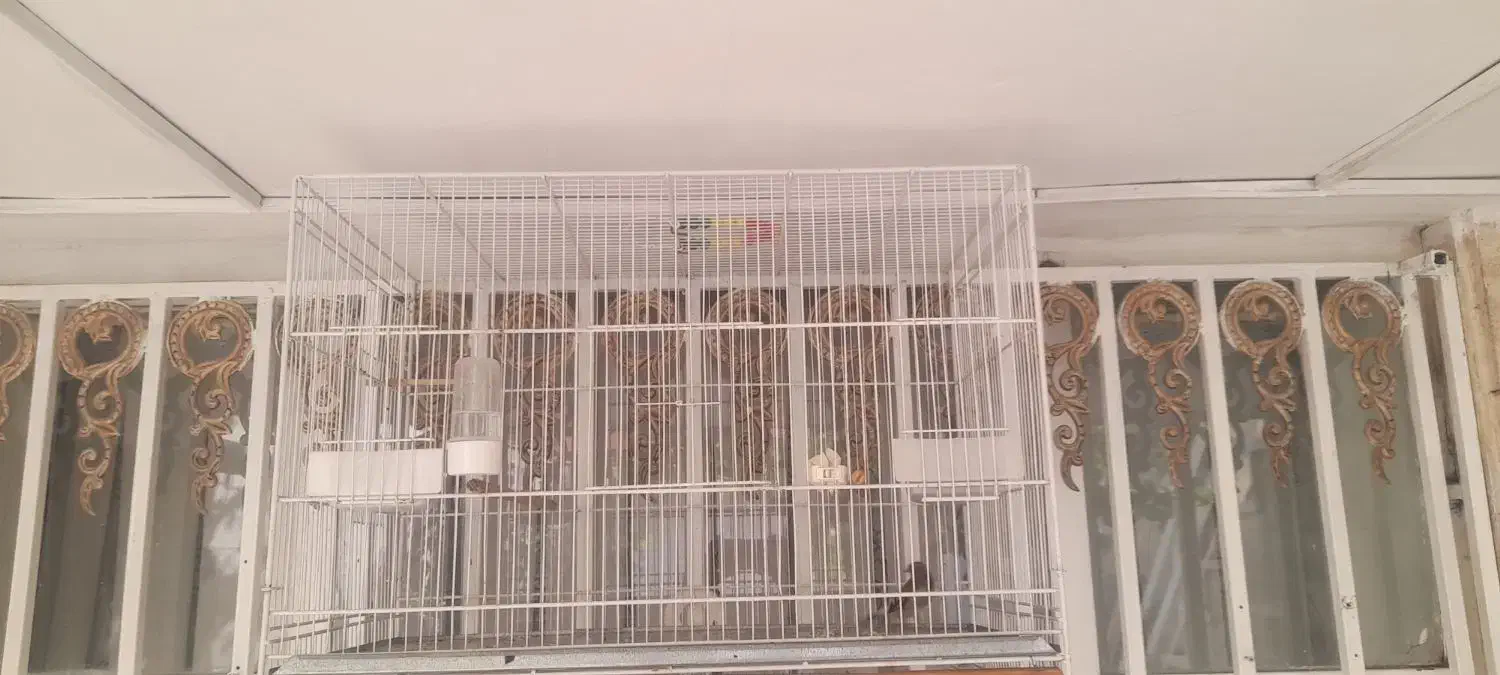 قفس فوق بزرگ پرنده عروس مینا طوطی فنچ کفتر|لوازم جانبی حیوانات|مشهد, شهید بهشتی|دیوار