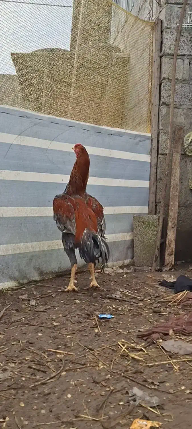 خروس لاری|حیوانات مزرعه|رشت, شکار اسطلخ|دیوار