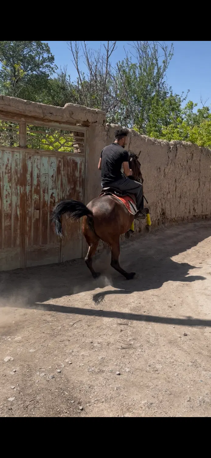 اسب|اسب و تجهیزات اسب‌سواری|اصفهان, زهران|دیوار