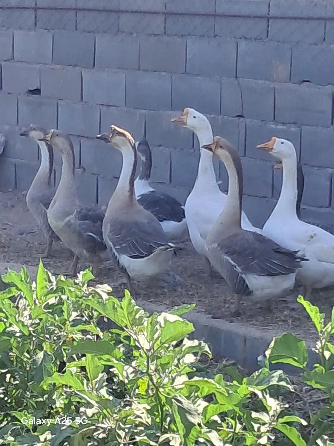 قو غاز و غاز اکراینی|حیوانات مزرعه|مهریز, |دیوار