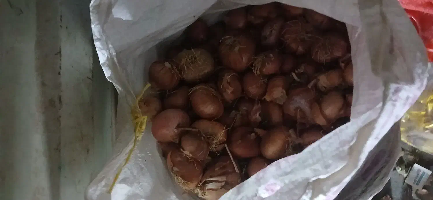 پیاز محلی درجه یک یک دست  به درجه یک|خوردنی و آشامیدنی|موچش, |دیوار