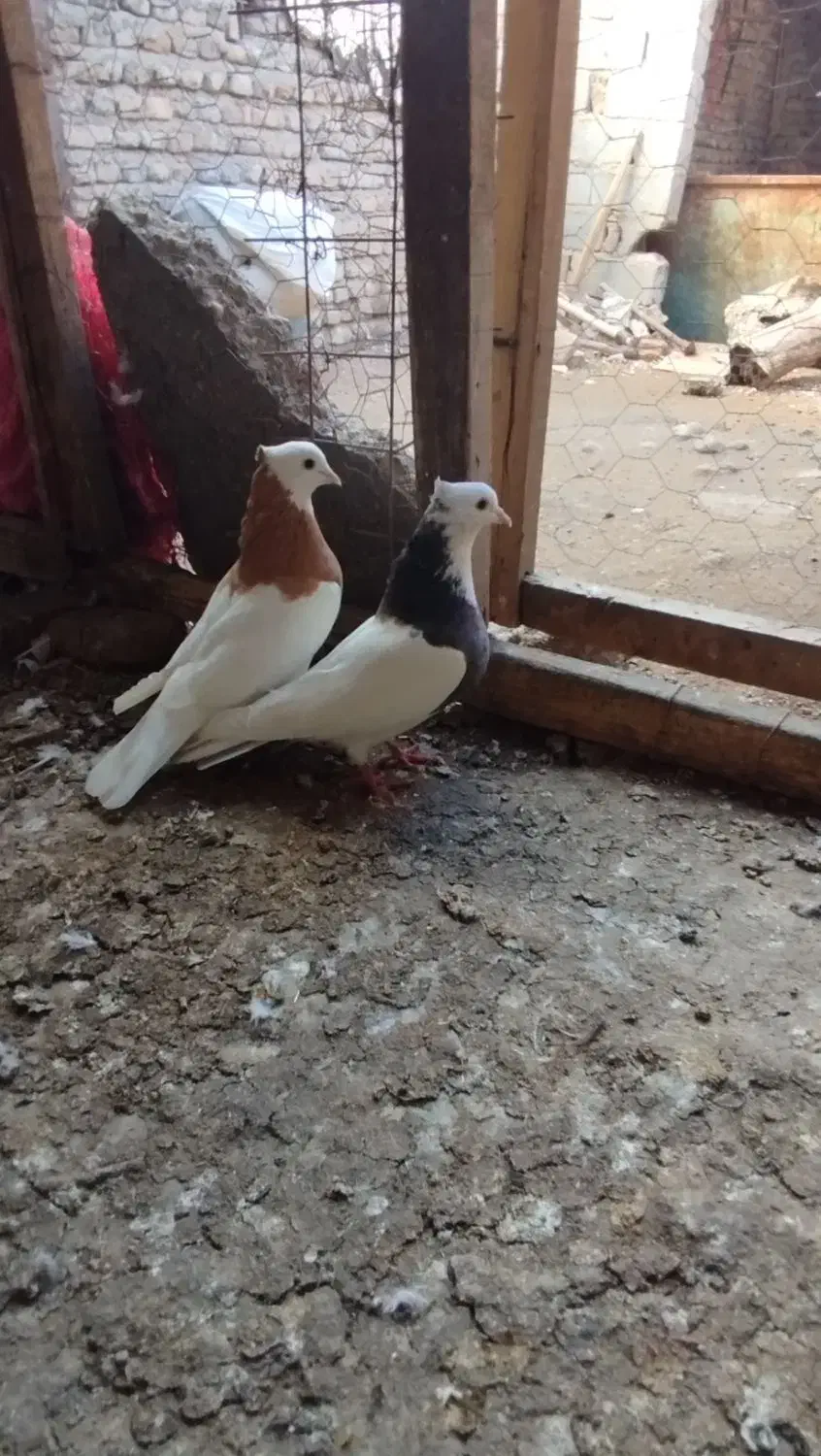 گفتر|پرنده|نگین شهر, |دیوار