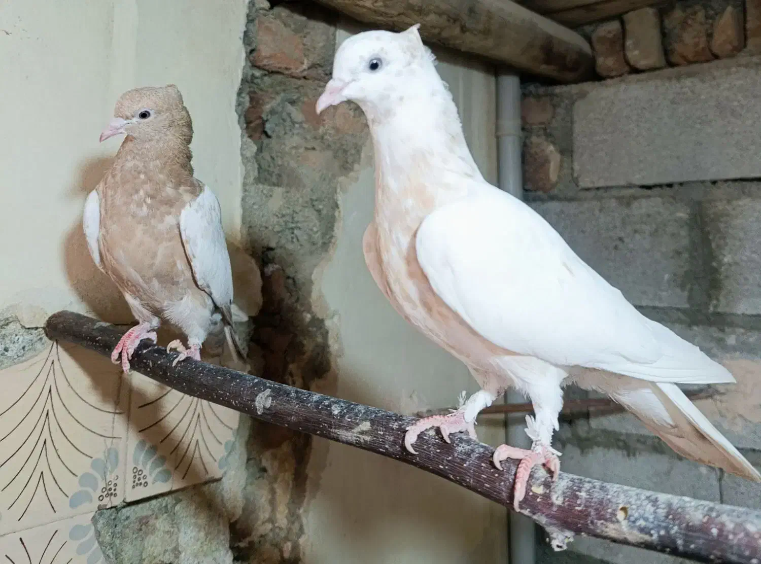 جفت کبوتر زرد|پرنده|سلماس, |دیوار