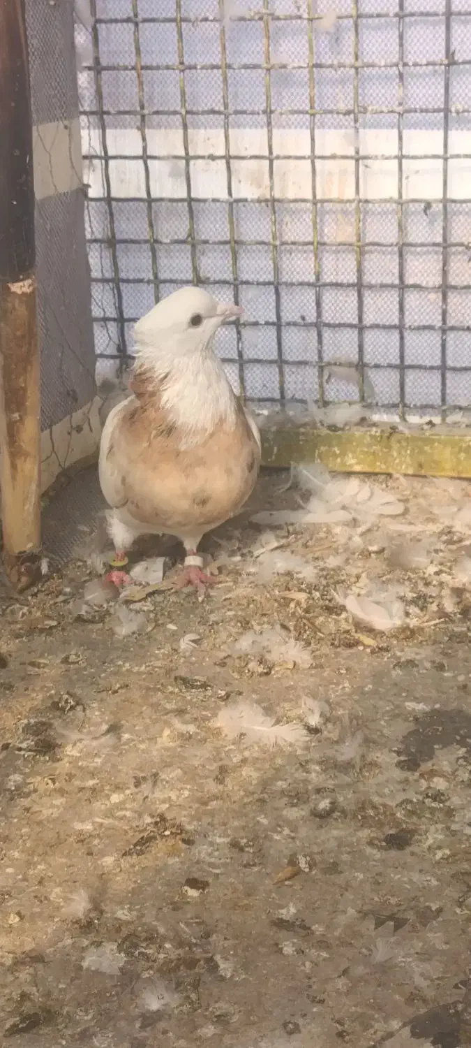 کبوتر طوقی|پرنده|سرپل ذهاب, |دیوار