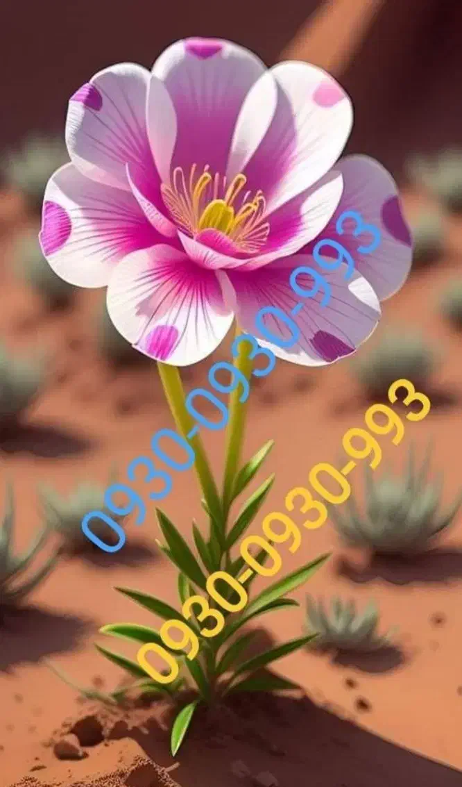 شماره رند|سیم‌کارت|اهواز, کیانپارس |دیوار