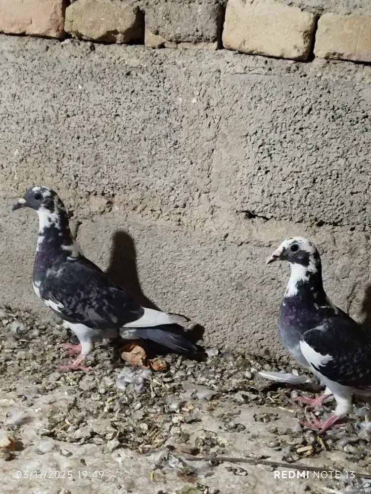 کبوتر جوانه مسافتی|پرنده|سیب و سوران, |دیوار