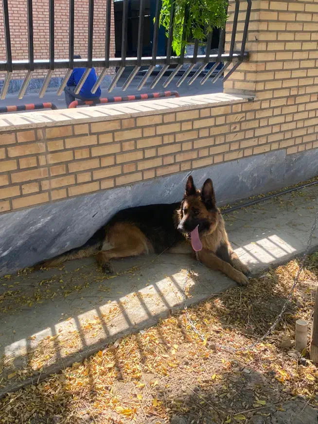 سگ ژرمن شولاین|سگ|پاکدشت, پاکدشت (مامازند)|دیوار