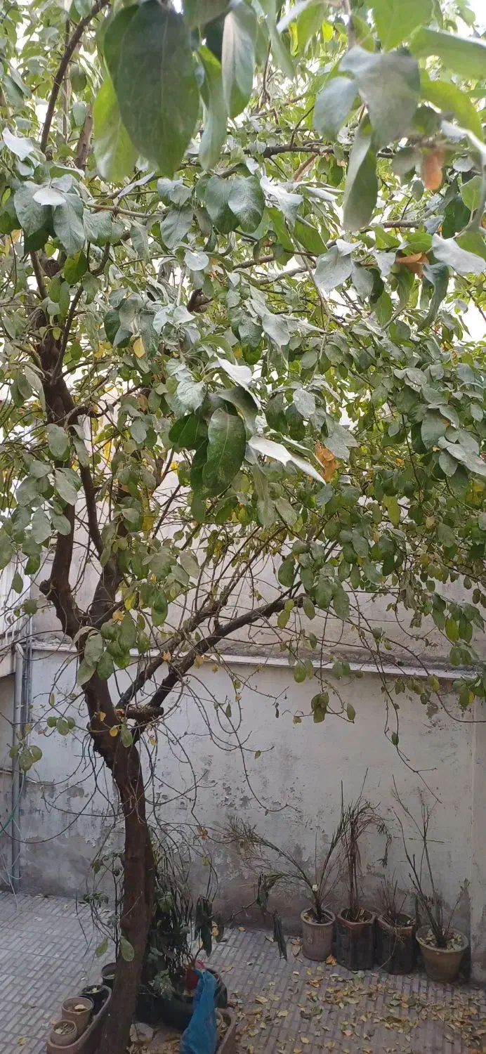 سوئیت ۴۰ متری در محله صدر|اجارهٔ خانه و ویلا|تهران, درب دوم|دیوار