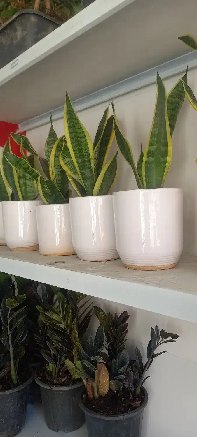 چشم اندازی زیبا|گل مصنوعی|خرمآباد, |دیوار