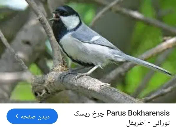 فنچ اواز خان|پرنده|بجنورد, |دیوار