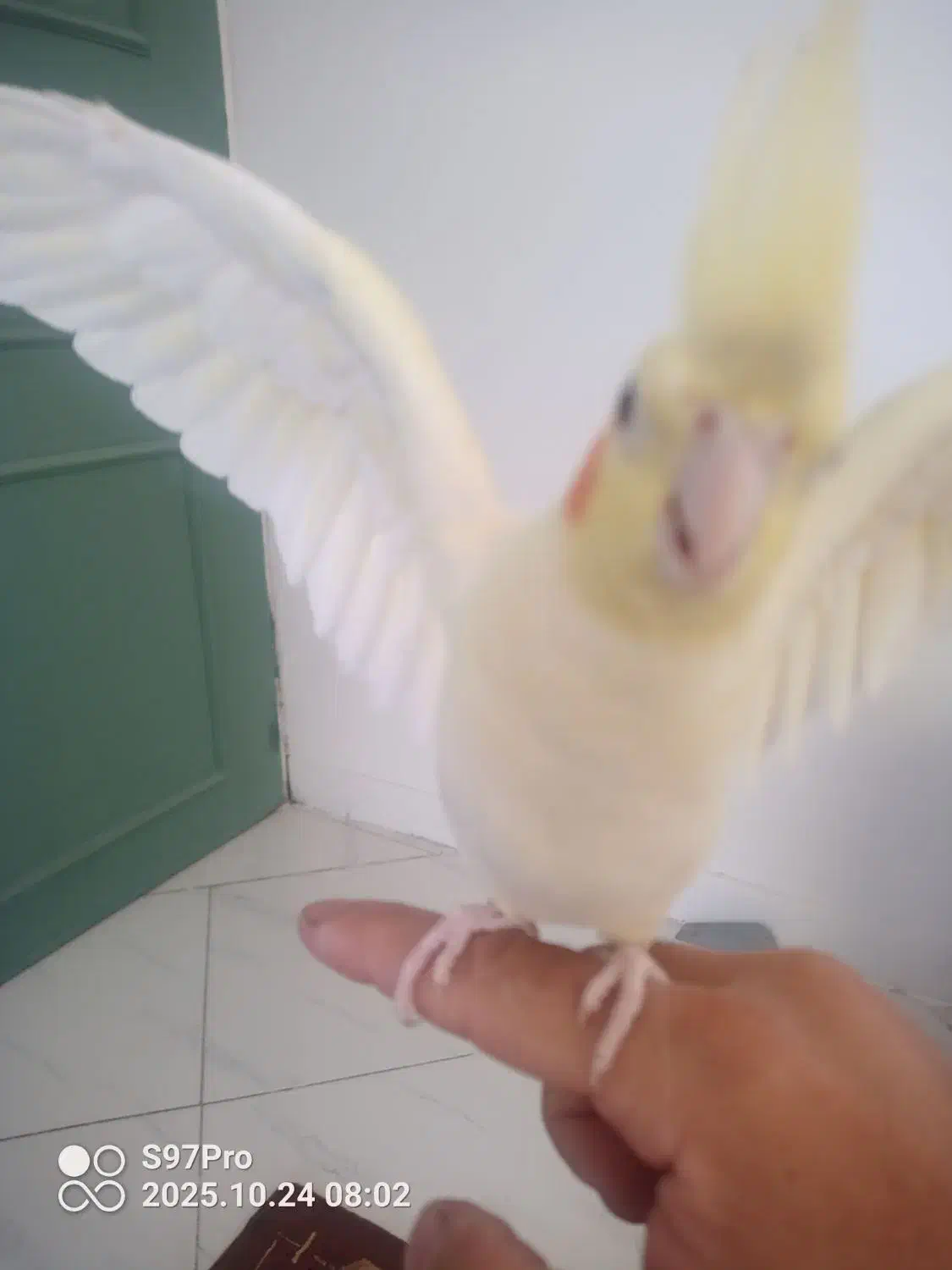 عروس هلندی نر جوان خونگی|پرنده|مشهد, کوثر|دیوار