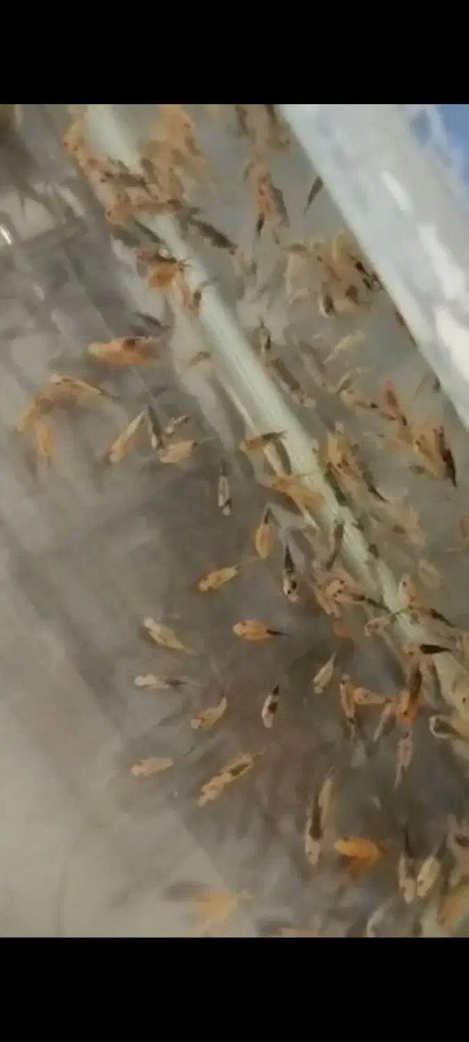 ماهی فلاور بزرگ و مولی مولد|ماهی|گراش, |دیوار