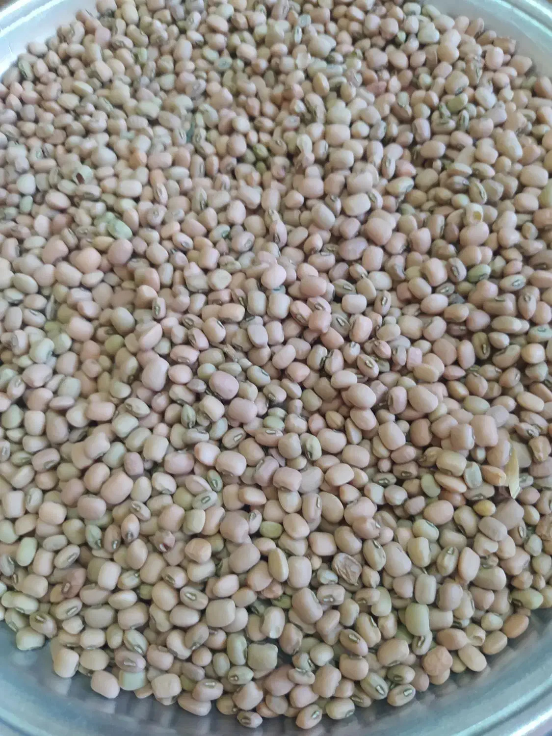 لوبیا آشی|خوردنی و آشامیدنی|دره شهر, |دیوار