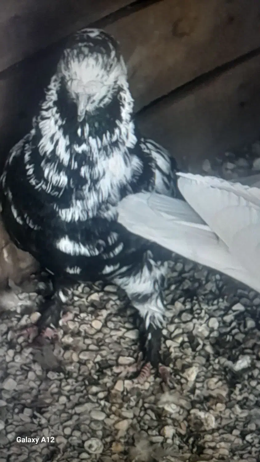 کفتر|پرنده|اشکذر, |دیوار