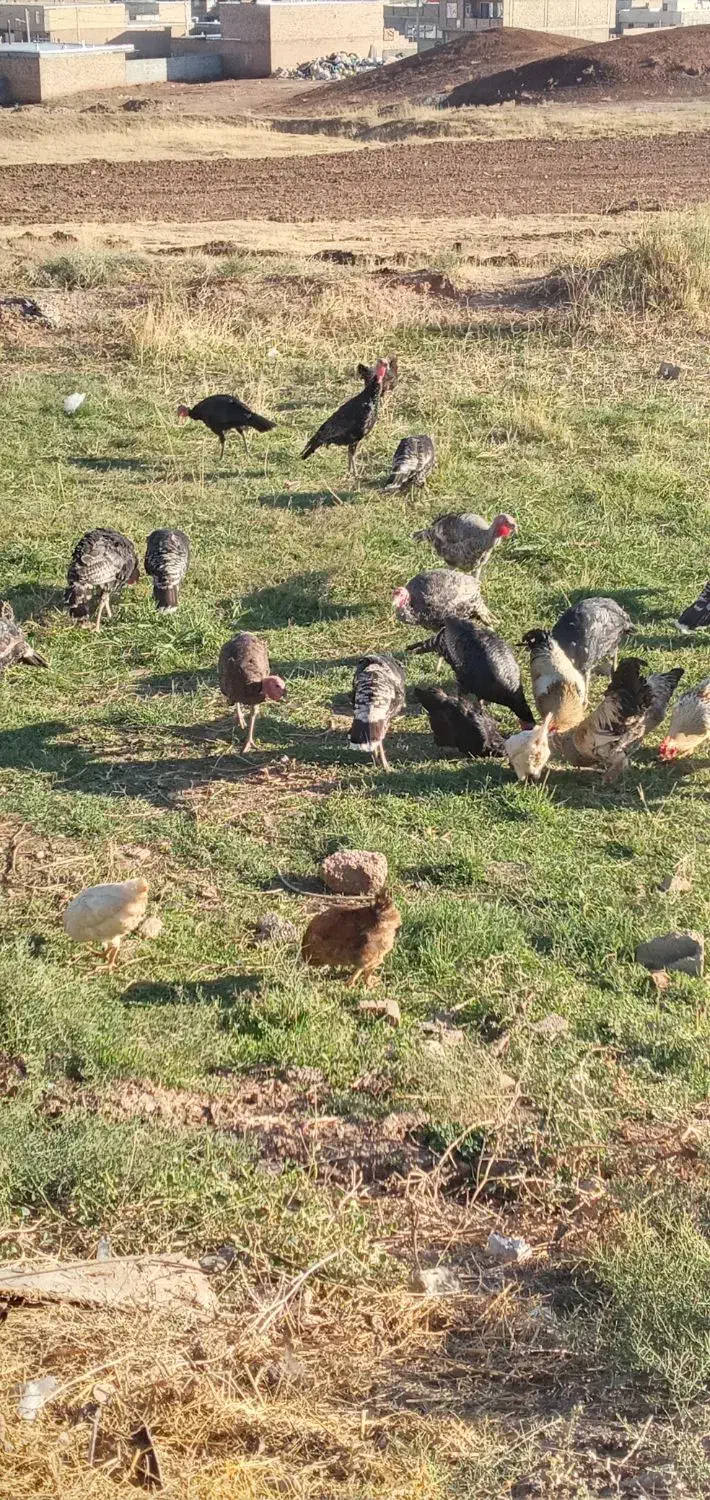 بوقلمون در شهرستان شوط|حیوانات مزرعه|ماکو, |دیوار