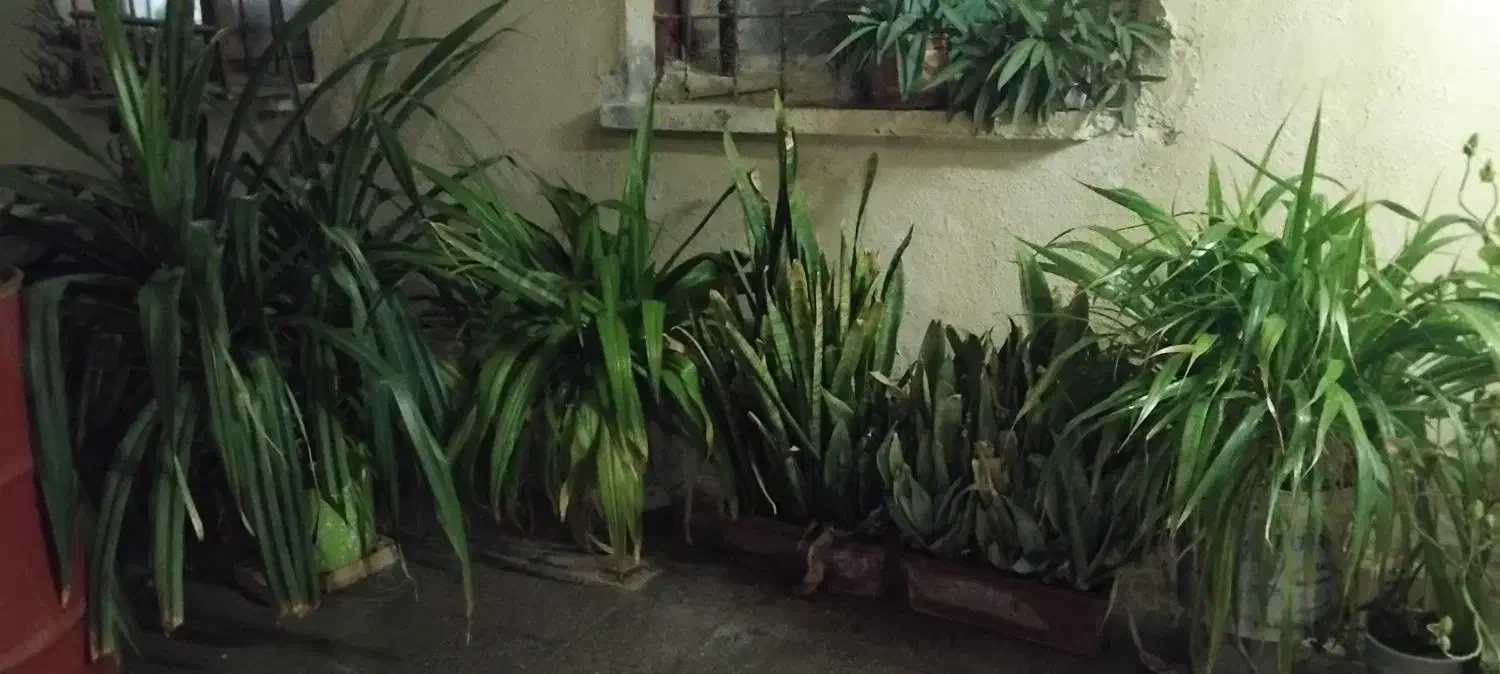 تعدادی گل طبیعی|گل و گیاه طبیعی|کنارک, |دیوار