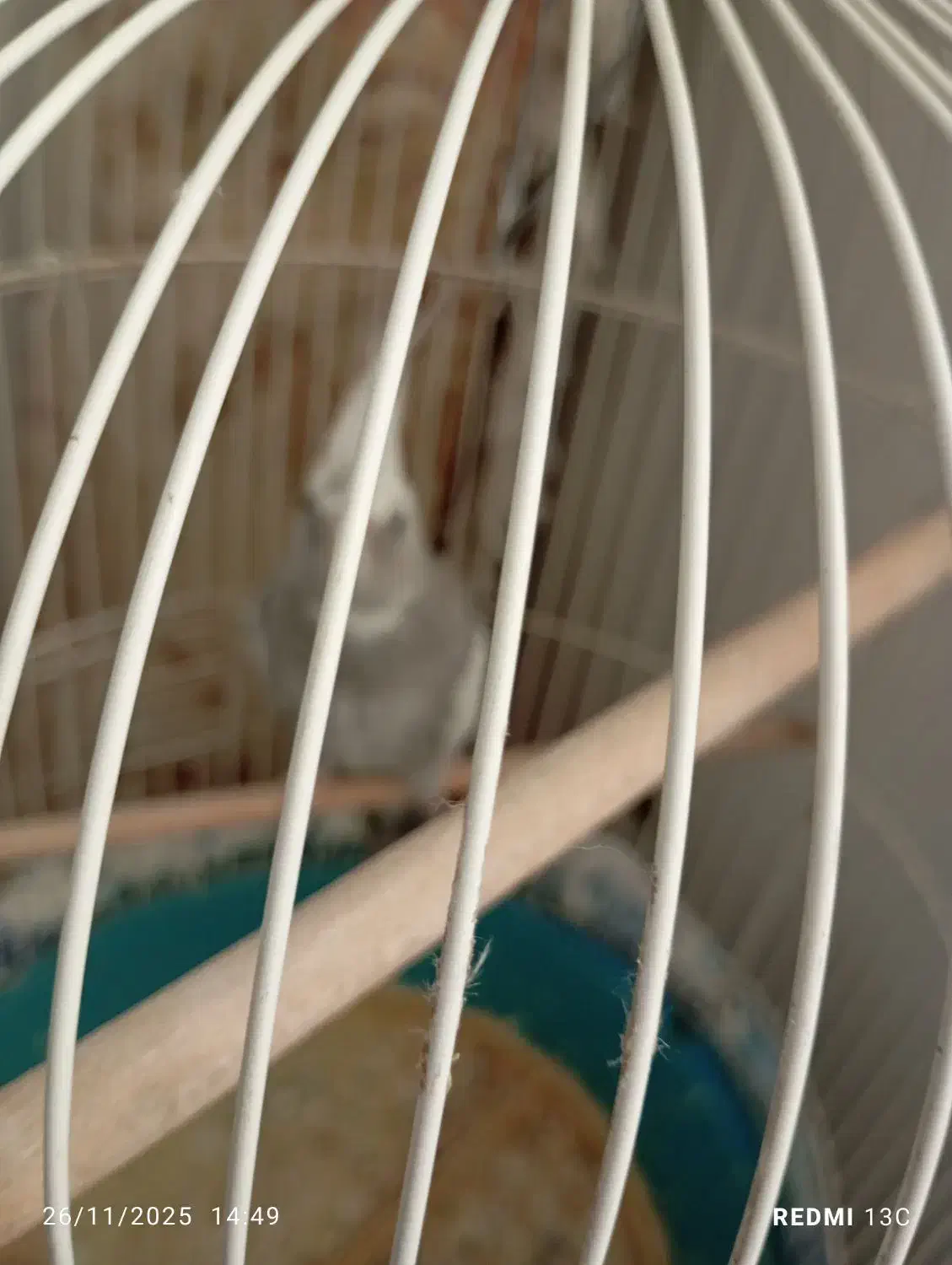 فروش عروس هلندی .|پرنده|کهک, |دیوار