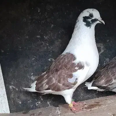 کبوتر پرشی بهشرط|پرنده|رشت, حومه رشت|دیوار