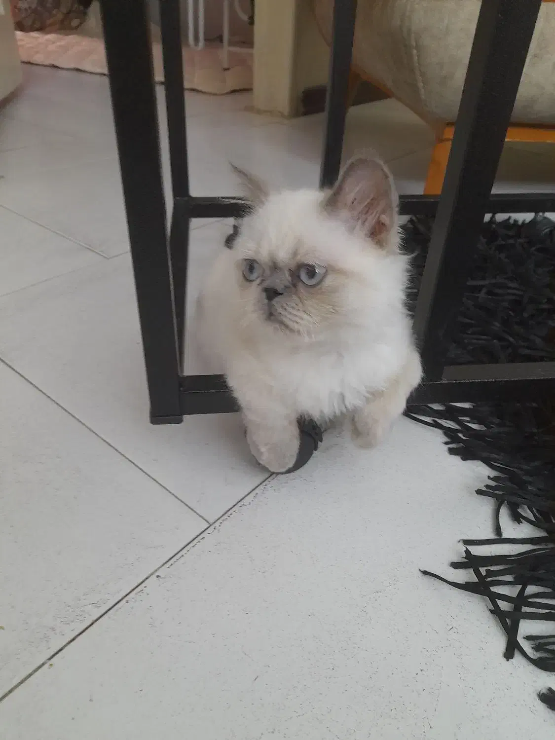 گربه هیمالین|گربه|ورامین, خیر آباد|دیوار