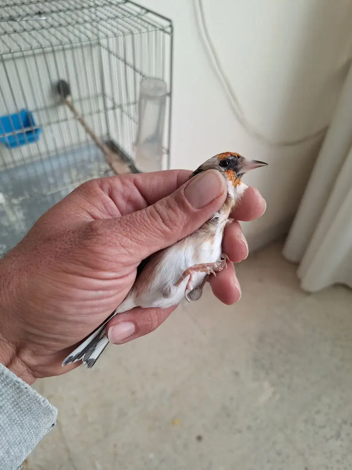 ماده سهره عشق بازی|پرنده|اصفهان, شهید رجایی|دیوار