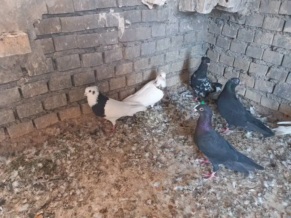 کبوتر سرحال و مولد|پرنده|اهواز, شهرک اکباتان|دیوار