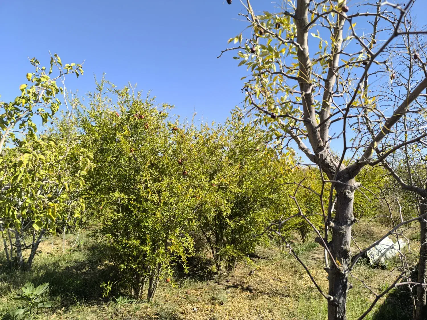 فروش باغ ۵۰۰ متری در حومه شهری خوسف زیرقیمت|فروش زمین و ملک کلنگی|خوسف, |دیوار